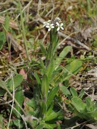 Attēlu rezultāti vaicājumam “Arabis hirsuta flower”