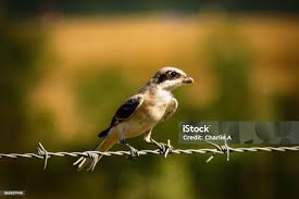 Image result for Lanius minor