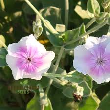 Image result for Lychnis coronaria