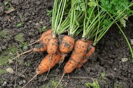 Attēlu rezultāti vaicājumam “Daucus sativus”