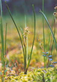 Attēlu rezultāti vaicājumam “Scheuchzeria palustris”