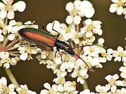 Attēlu rezultāti vaicājumam “Chrysanthia geniculata”