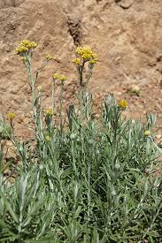 Image result for Helichrysum subulifolium