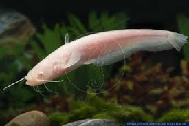 Image result for Silurus glanis