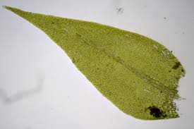 Attēlu rezultāti vaicājumam “Hygroamblystegium varium”