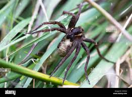 Attēlu rezultāti vaicājumam “Dolomedes fimbriatus”