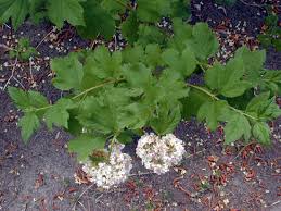 Attēlu rezultāti vaicājumam “Viburnum opulus leaf”