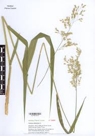 Attēlu rezultāti vaicājumam “Festuca altissima”