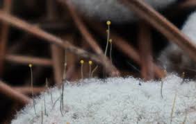 Attēlu rezultāti vaicājumam “Physarum nitens macro”