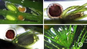 Attēlu rezultāti vaicājumam “Chara intermedia male”