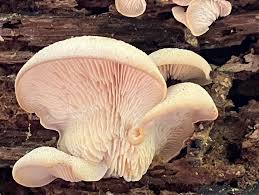 Attēlu rezultāti vaicājumam “Lentinellus ursinus”