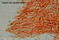 Attēlu rezultāti vaicājumam “Oxyporus corticola”