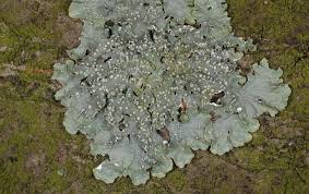 Attēlu rezultāti vaicājumam “Punctelia subrudecta”