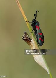 Attēlu rezultāti vaicājumam “Zygaena cocoon”