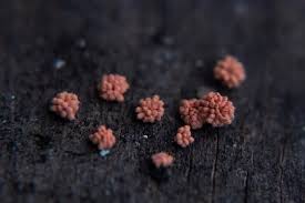 Attēlu rezultāti vaicājumam “Arcyria incarnata young”