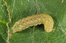 Attēlu rezultāti vaicājumam “Xestia triangulum”