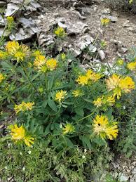 Attēlu rezultāti vaicājumam “Anthyllis vulneraria”