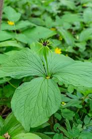 Attēlu rezultāti vaicājumam “Paris quadrifolia flower”