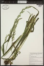 Attēlu rezultāti vaicājumam “Cinna latifolia”