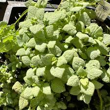 Attēlu rezultāti vaicājumam “Lamium maculatum leaf”