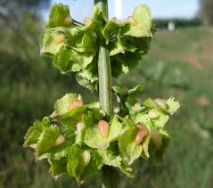 Attēlu rezultāti vaicājumam “Rumex maritimus fruit”