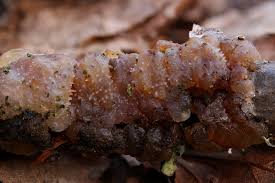 Attēlu rezultāti vaicājumam “Exidia cartilaginea”