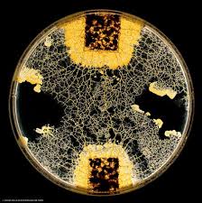 Attēlu rezultāti vaicājumam “Physarum murinum spores”