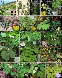 Attēlu rezultāti vaicājumam “Berberidaceae”