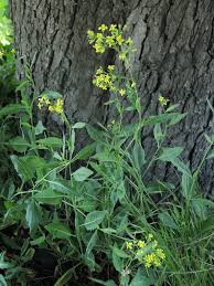 Attēlu rezultāti vaicājumam “Sisymbrium volgense flower”