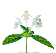 Image result for Galeopsis segetum