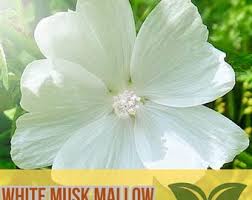 Attēlu rezultāti vaicājumam “Malva moschata alba fruit”