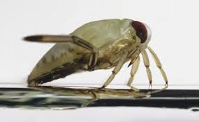 Attēlu rezultāti vaicājumam “Notonecta glauca”