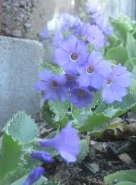 Attēlu rezultāti vaicājumam “Primula veris var. rubra”