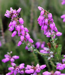 Attēlu rezultāti vaicājumam “Ericaceae”