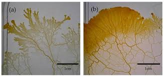 Attēlu rezultāti vaicājumam “Physarum conglomeratum sessile”