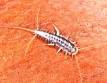 silverfish.jpg