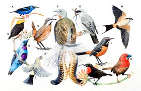 Attēlu rezultāti vaicājumam “Passeriformes”