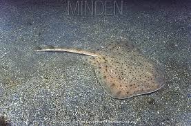 Image result for Leucoraja ocellata