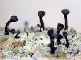 Attēlu rezultāti vaicājumam “Calicium salicinum”