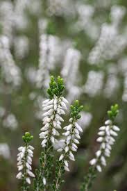Attēlu rezultāti vaicājumam “Calluna vulgaris flower”