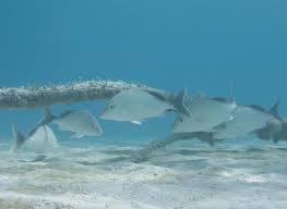 Image result for Haemulon album