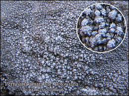 Attēlu rezultāti vaicājumam “Pertusaria amara”