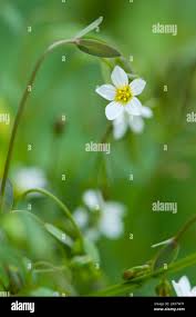 Attēlu rezultāti vaicājumam “Linum catharticum flower”