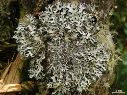 Attēlu rezultāti vaicājumam “Hypotrachyna sp.”