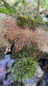 Attēlu rezultāti vaicājumam “Nectria sp., Neonectria sp.”