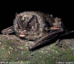 Attēlu rezultāti vaicājumam “Barbastella barbastellus”