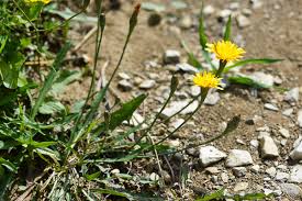 Attēlu rezultāti vaicājumam “Leontodon autumnalis”