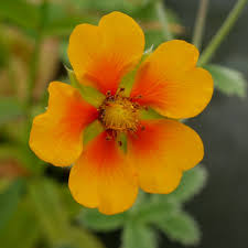 Attēlu rezultāti vaicājumam “Potentilla arenaria flower”