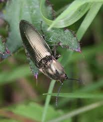 Attēlu rezultāti vaicājumam “Ctenicera pectinicornis female”