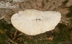 Attēlu rezultāti vaicājumam “Aurantiporus fissilis”